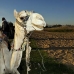 camel_bank_west_lux_v_0003_egy3043.jpg